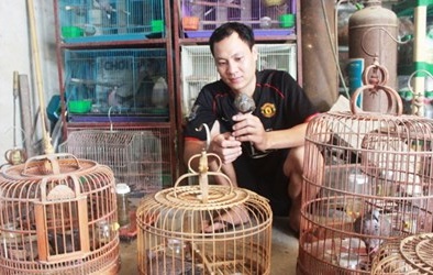 Nuôi chim cu gáy thành 'đại gia'